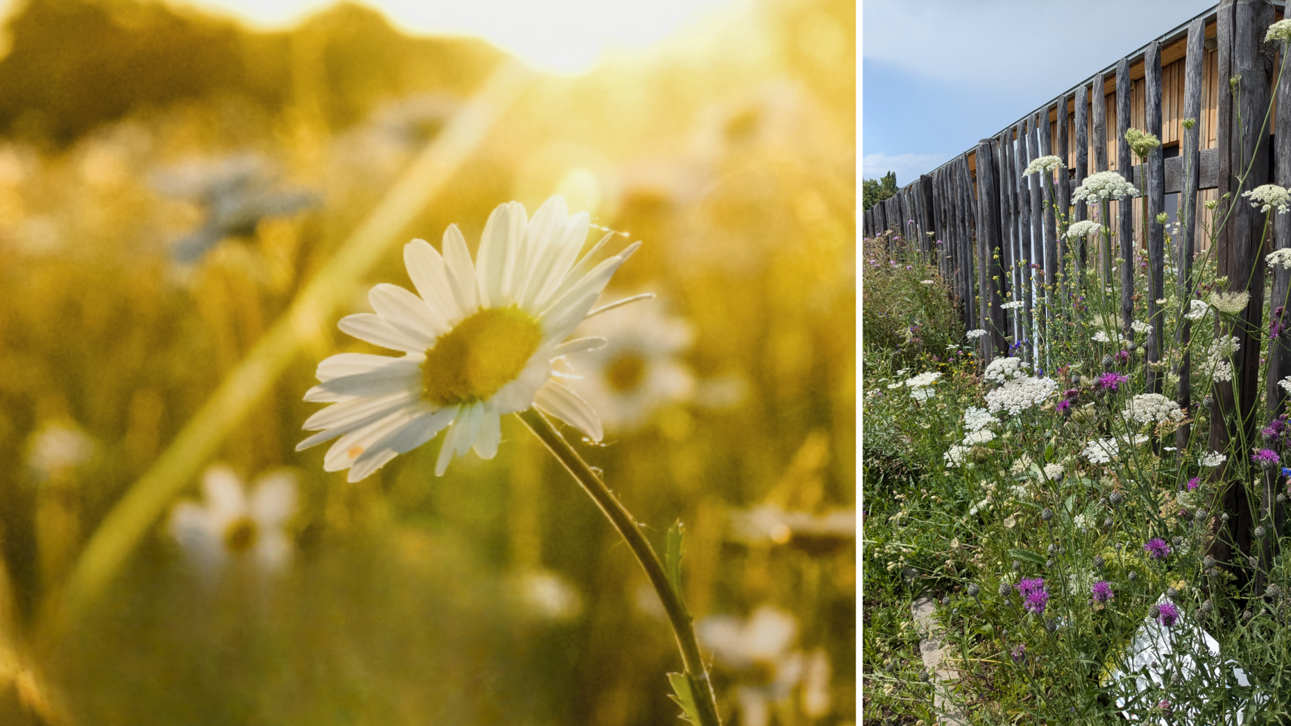 Bilder von Wildpflanzen