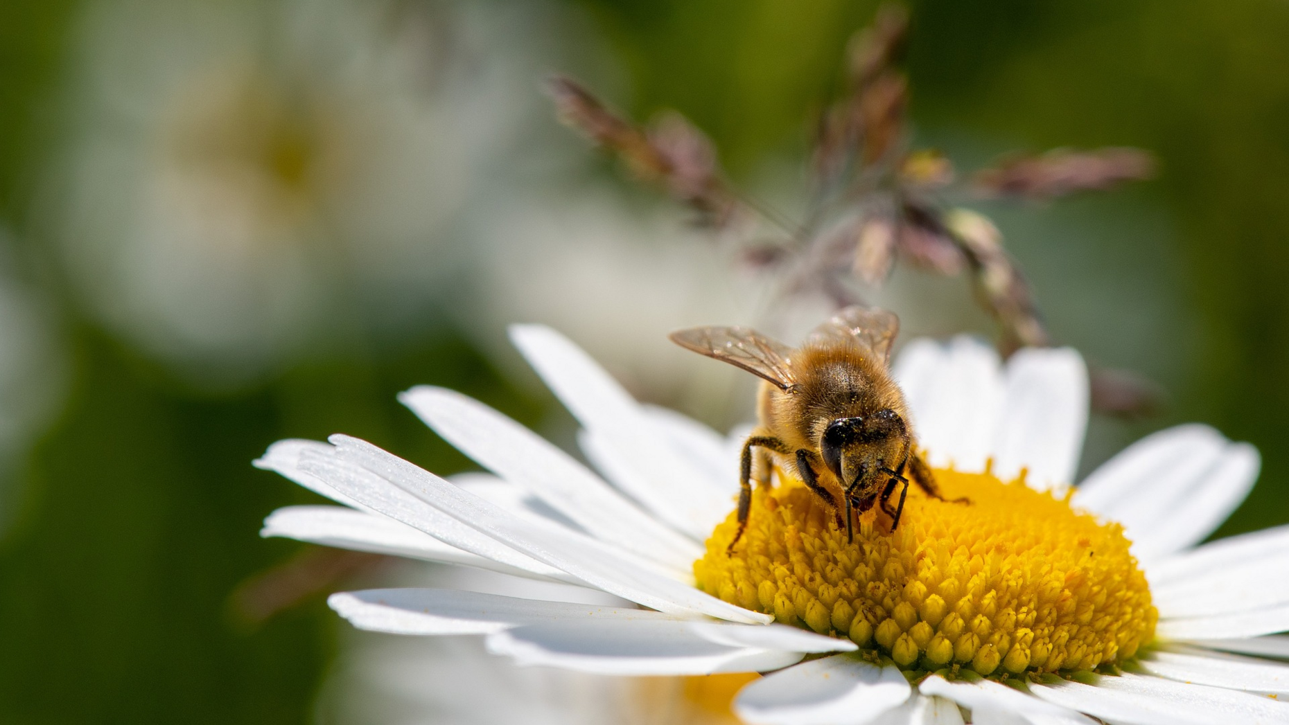 Honigbiene auf Gänseblümchen