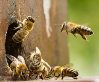 Nahaufnahme von Bienen im Anflug auf den Bienenstock