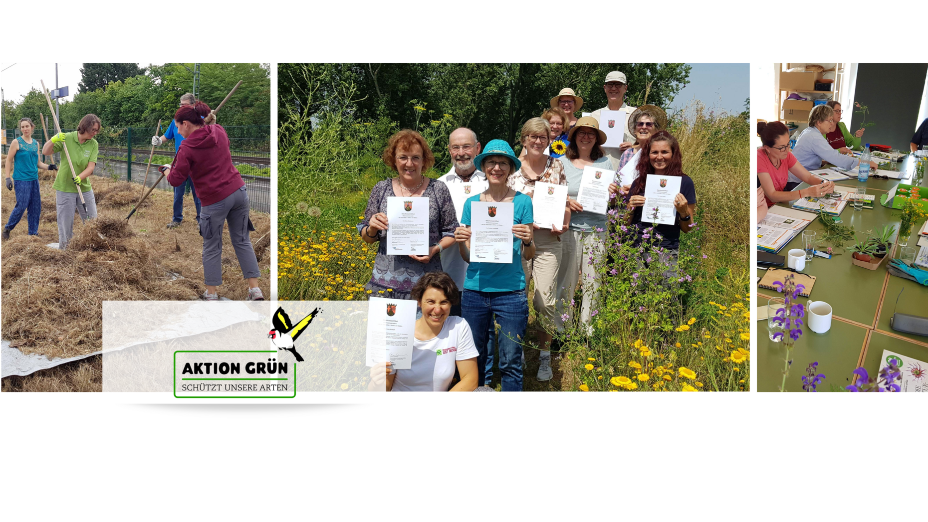 Wildkräuterbotschafterinnen und -botschafter bei der Arbeit, mit Zertifikat auf einer Wiese inmitten von Wildkräutern und während des Unterrichts