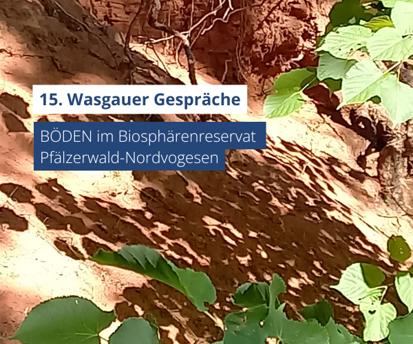 Boden mit grünen Blättern darüber